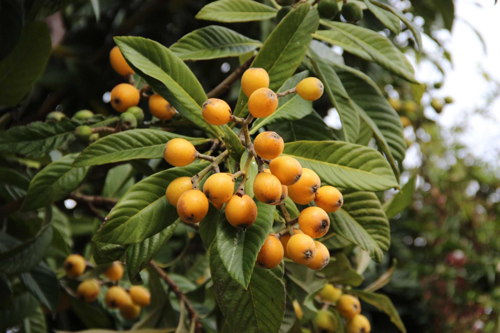 Как вырастить японскую сливу или мушмулу (eriobotrya japonica)