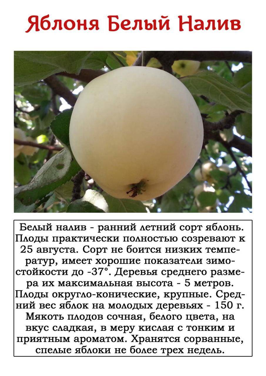 Яблоня белый налив: описание сорта с фото. полезные свойства и достоинства