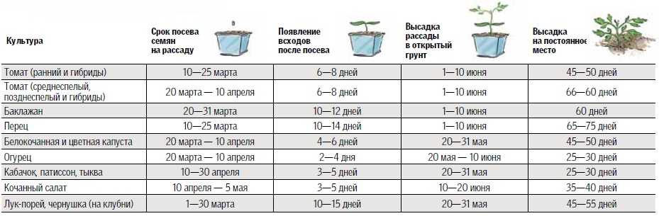 Томат дубок: подробное описание популярного сорта, правила выращивания