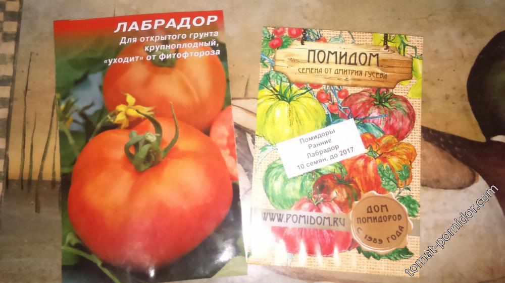 Томат лабрадор: характеристика и описание сорта, отзывы, выращивание