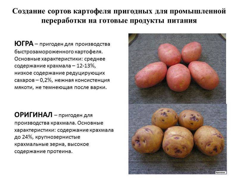 Картофель симфония: описание сорта и характеристика, фото и отзывы, вкусовые качества