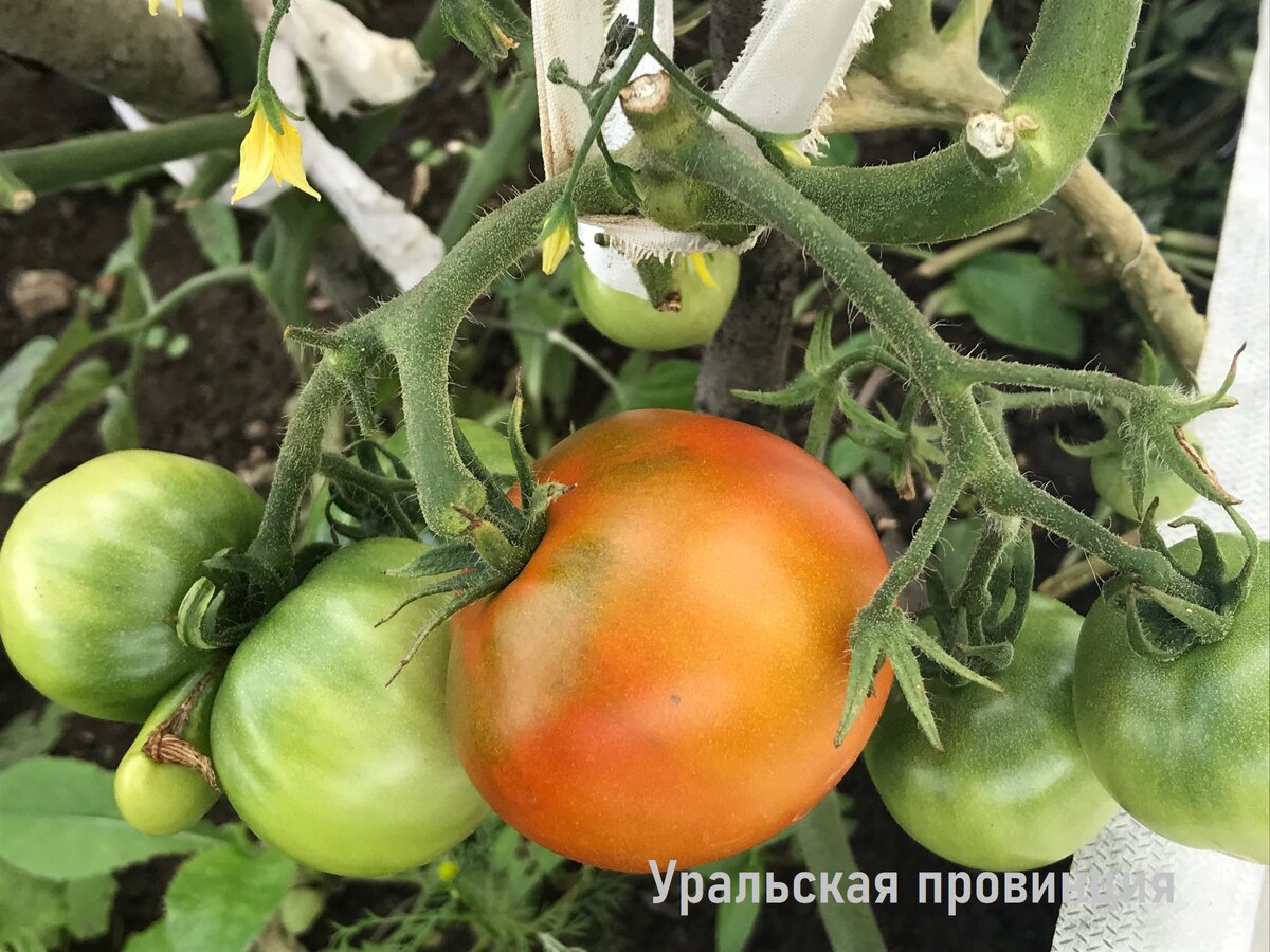 Выбираем ранние сорта помидоров: грунтовые и тепличные, крупные и малыши