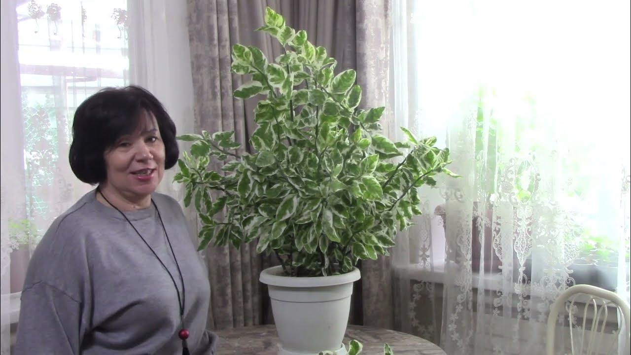 Хлидантус душистый посадка и уход в домашних условиях