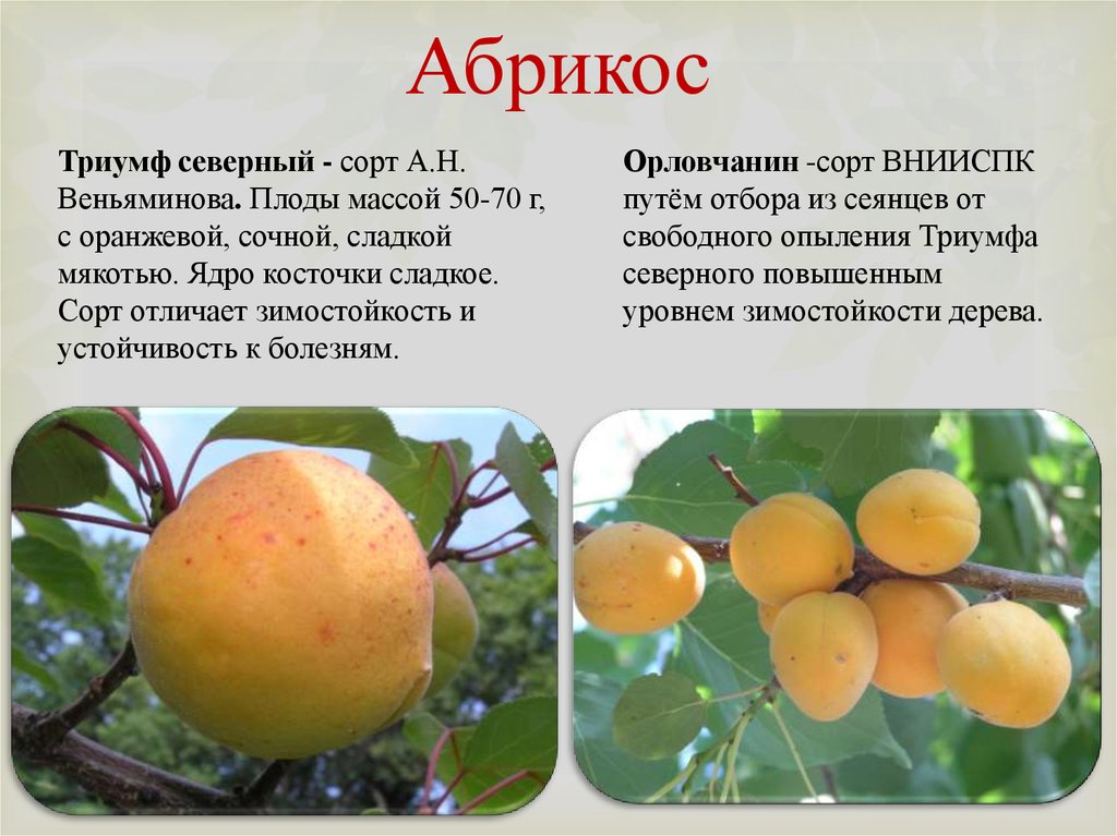 Яблоня юбиляр