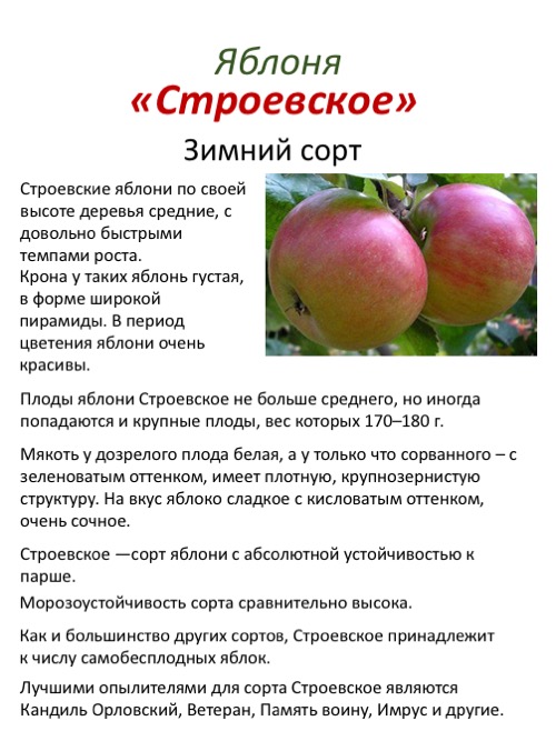 Яблони апорт — алматинский, атинский, дубровского, красный