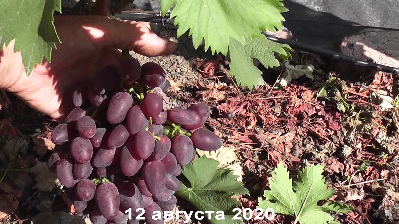 Виноград магарача: особенности и все технические сорта