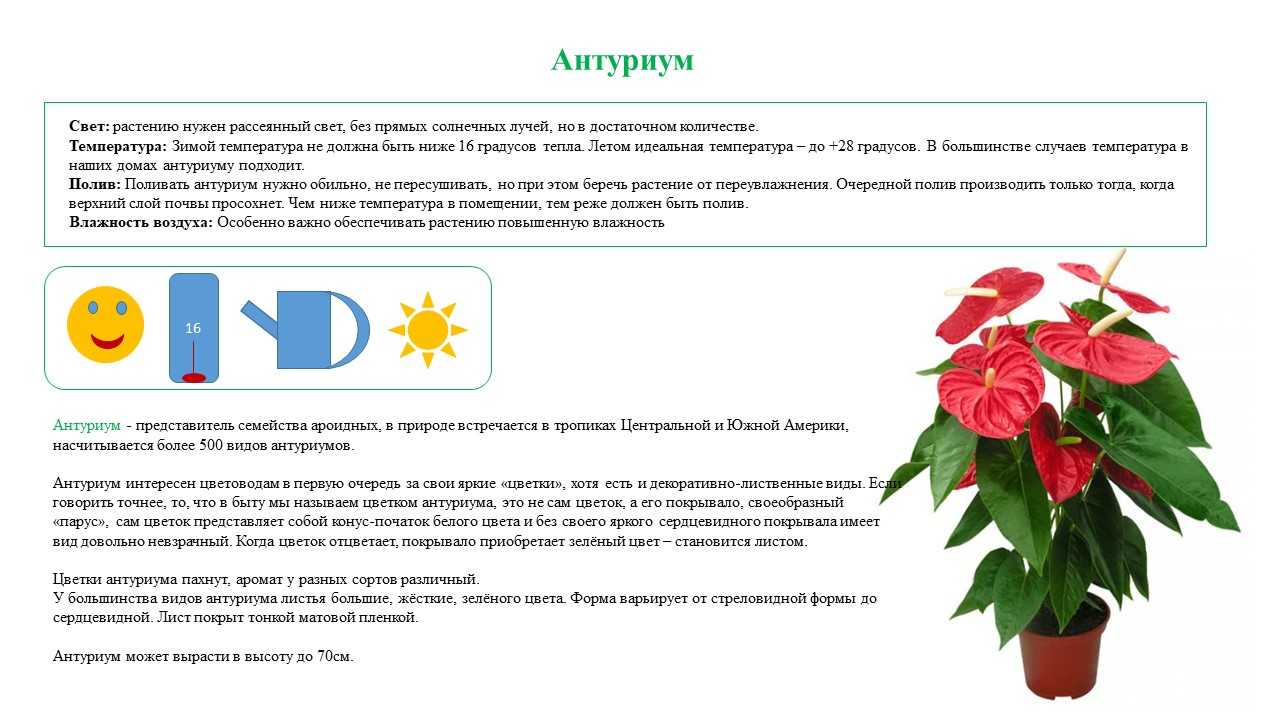 Антуриум: уход в домашних условиях, пересадка и размножение, фото