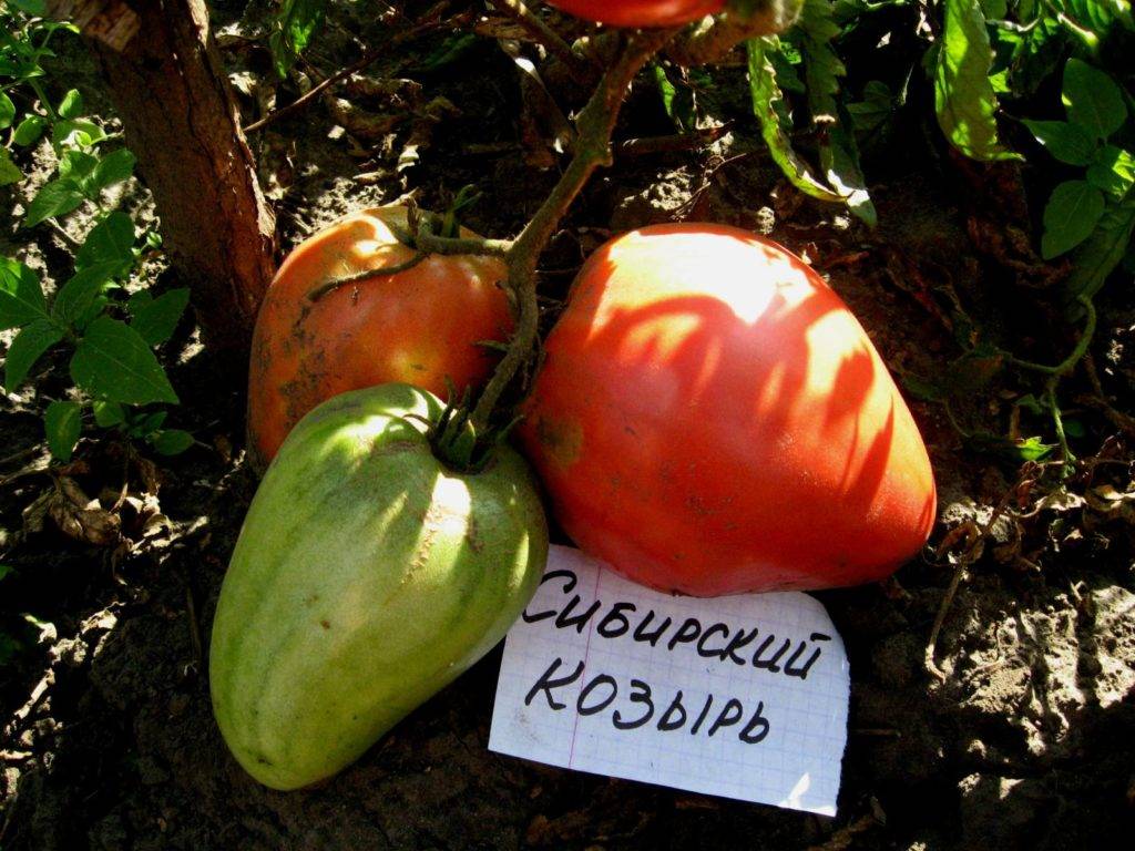 Томат сибирский козырь: характеристика и описание сорта с фото