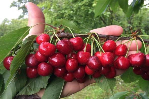 Черешня мичуринская – приятный урожай крупной и вкусной ягоды, любимой с детства.