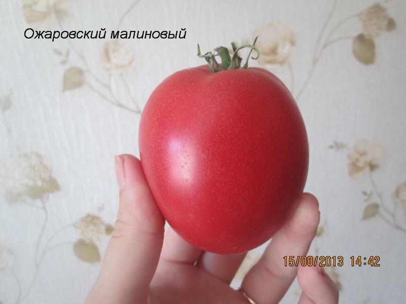 Описание сорта томата малиновый ожаровский, урожайность и уход