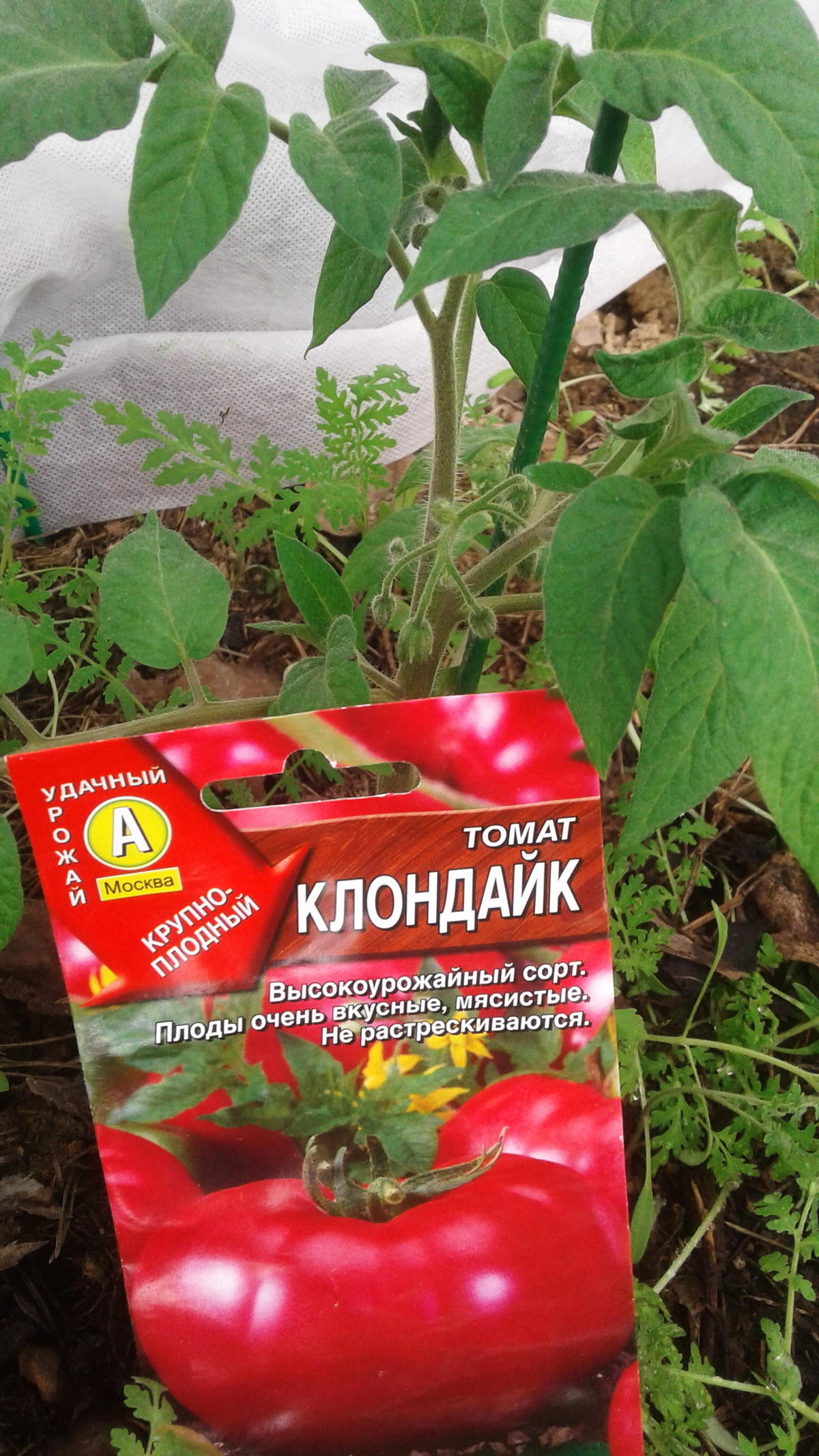 Томат клондайк: описание и характеристики, особенности посадки и выращивания, болезни и вредители, достоинства и недостатки