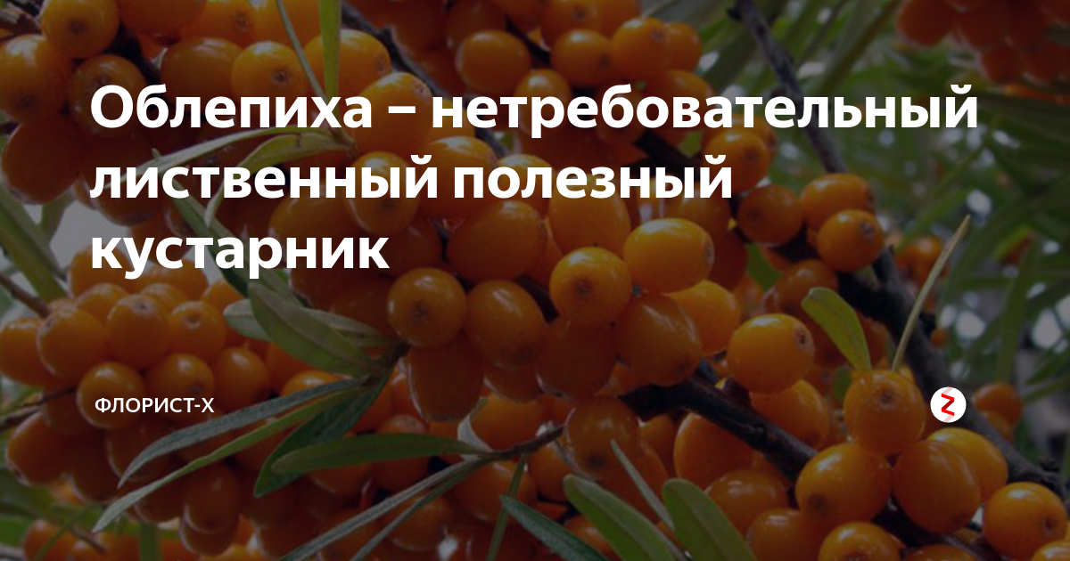 Облепиха: описание 20 лучших сортов | (фото) +отзывы