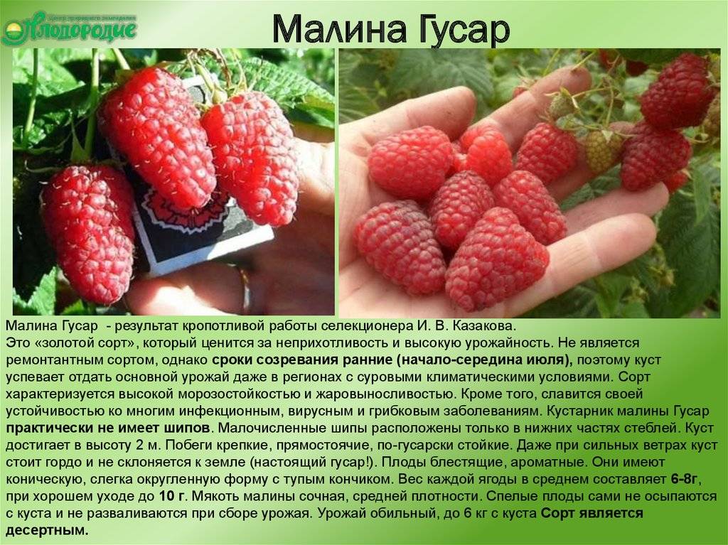 Сорта малины | шушенский гсу