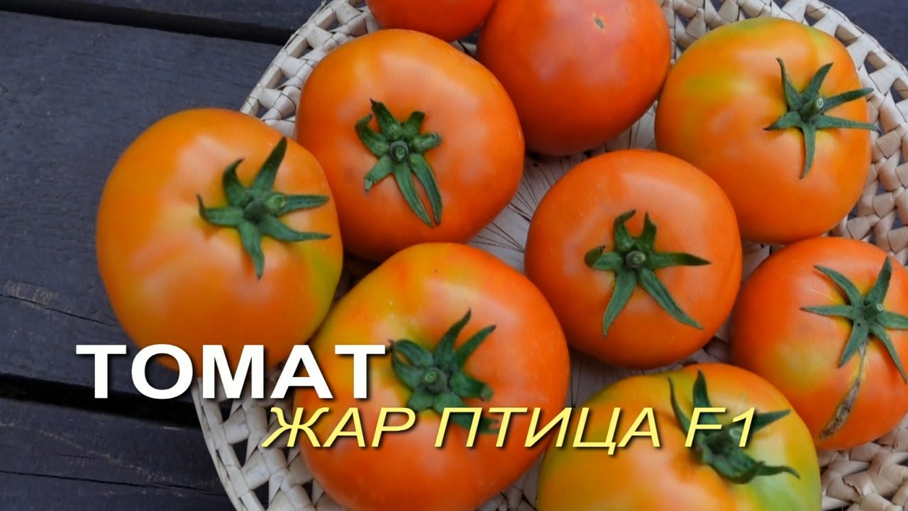 Томат жар-птица: фото, отзывы, урожайность, описание и характеристика