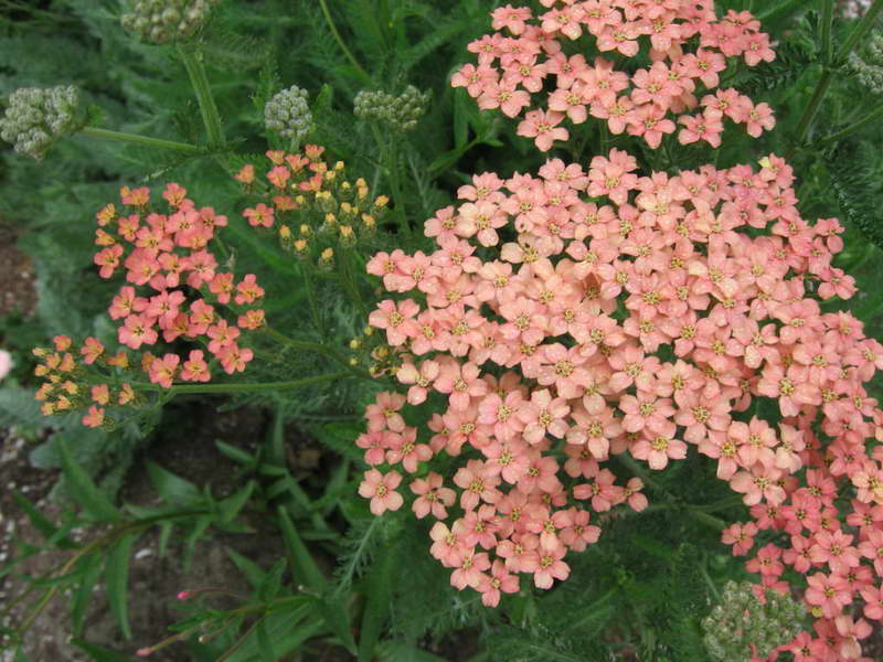 Тысячелистник: посадка и уход | pot flowers