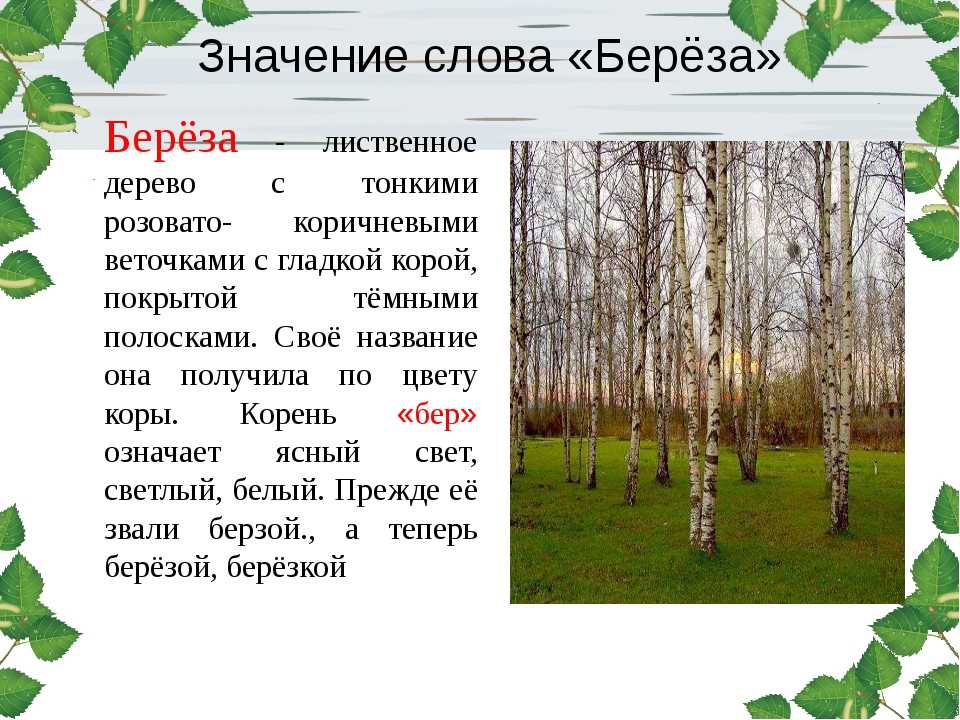 Береза повислая