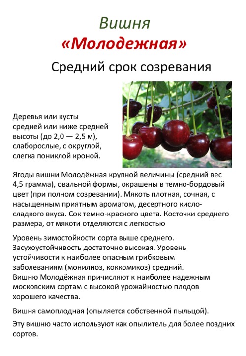 Сорт груши нежность