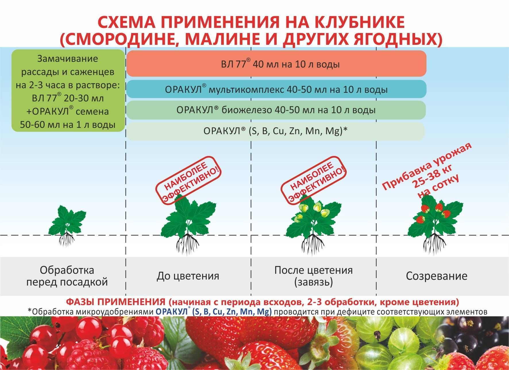 Подготовка клубники к зиме