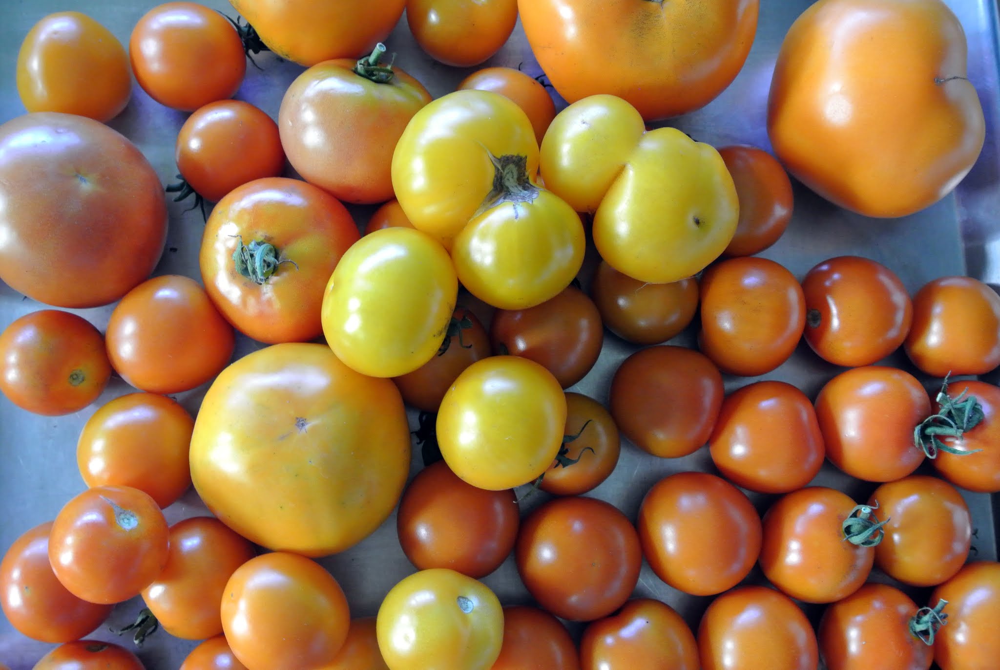 Томат делишес: описание сорта, характеристика, отзывы об урожайности, фото