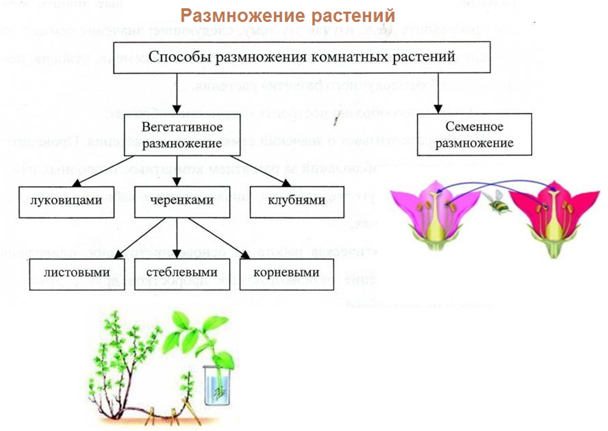 Пассифлора домашняя или страстоцвет — лиана со съедобными плодами: описание, виды, выращивание, посадка и уход, размножение (80+ фото & видео) +отзывы