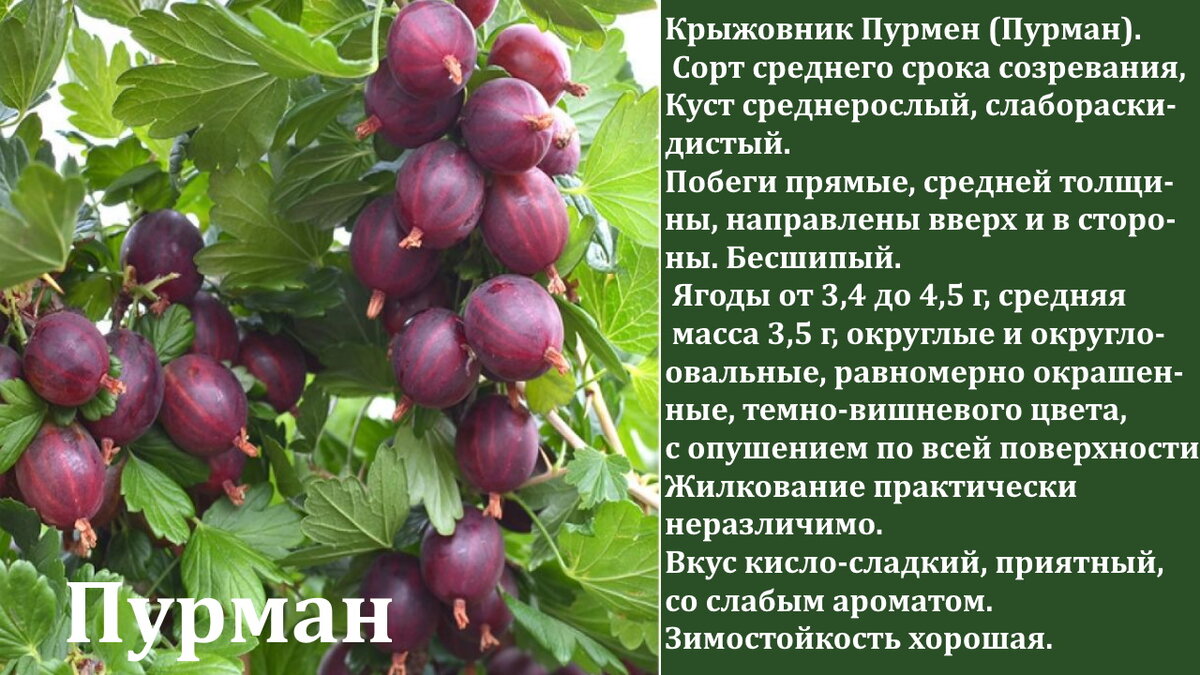 Крыжовник, ribes uva-crispa