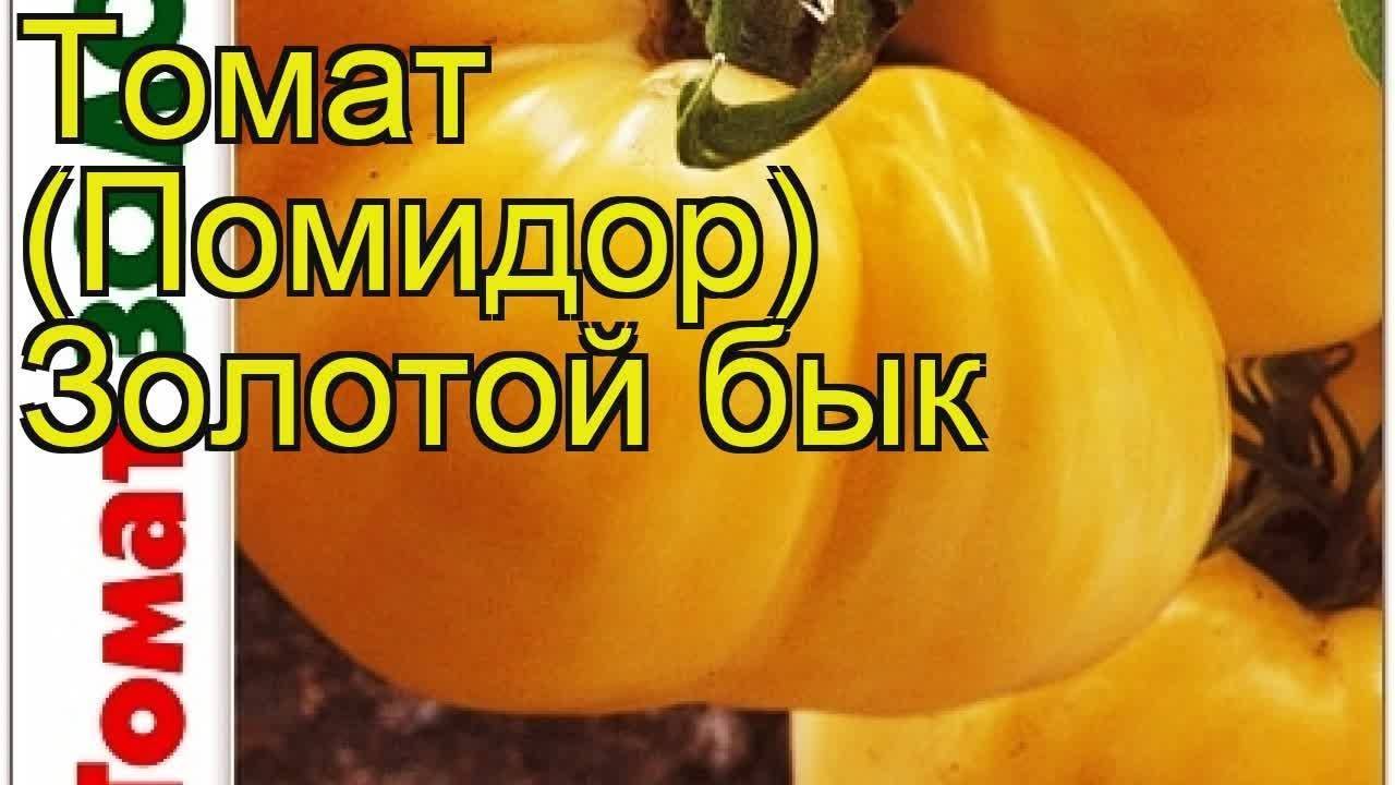 Лучшие сорта томатов на 2024 год: самые вкусные и урожайные