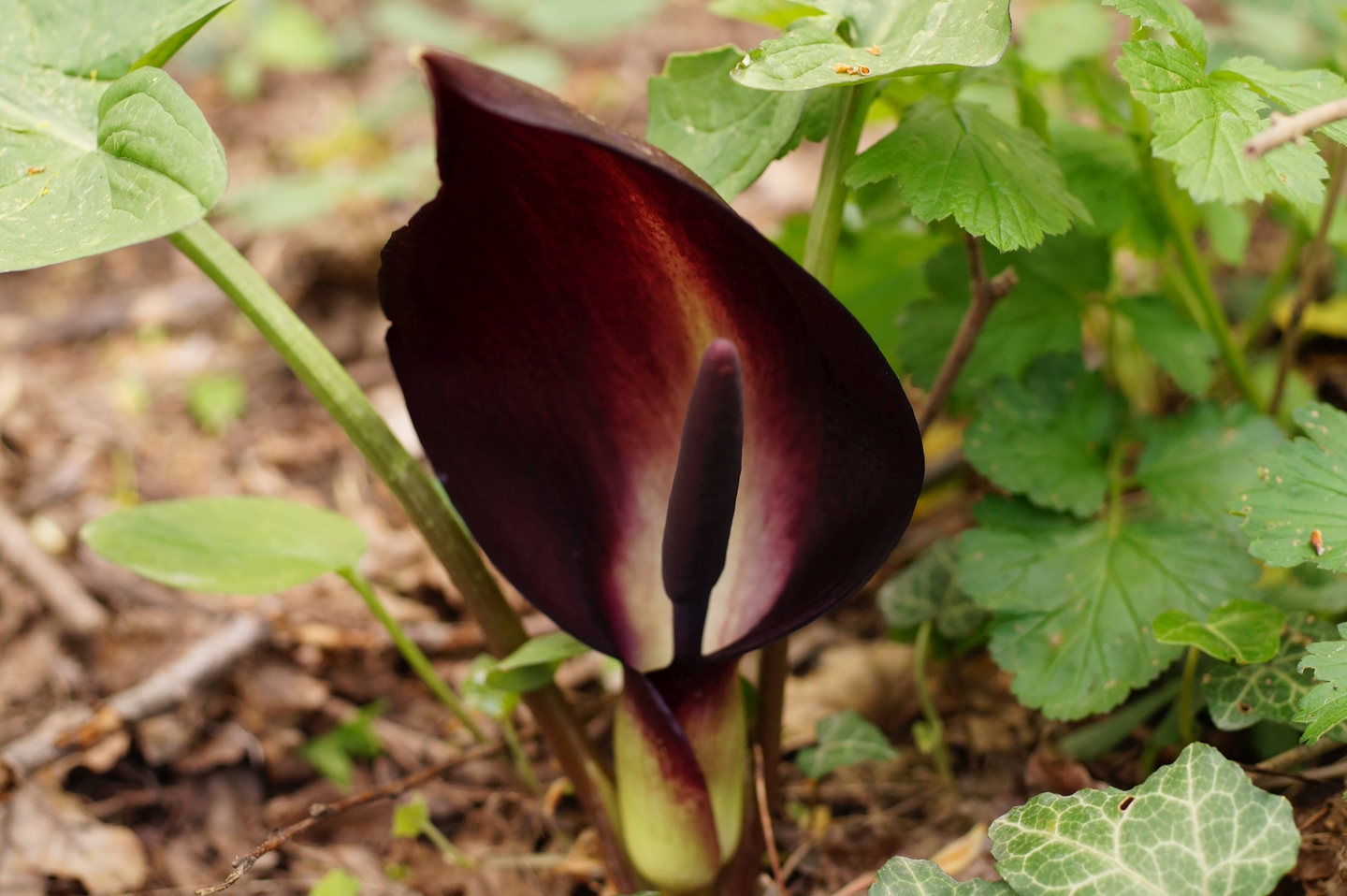 Аронник восточный (arum orientale subsp. orientale) и никитский ботанический сад - ароидные: от болота до аквариума