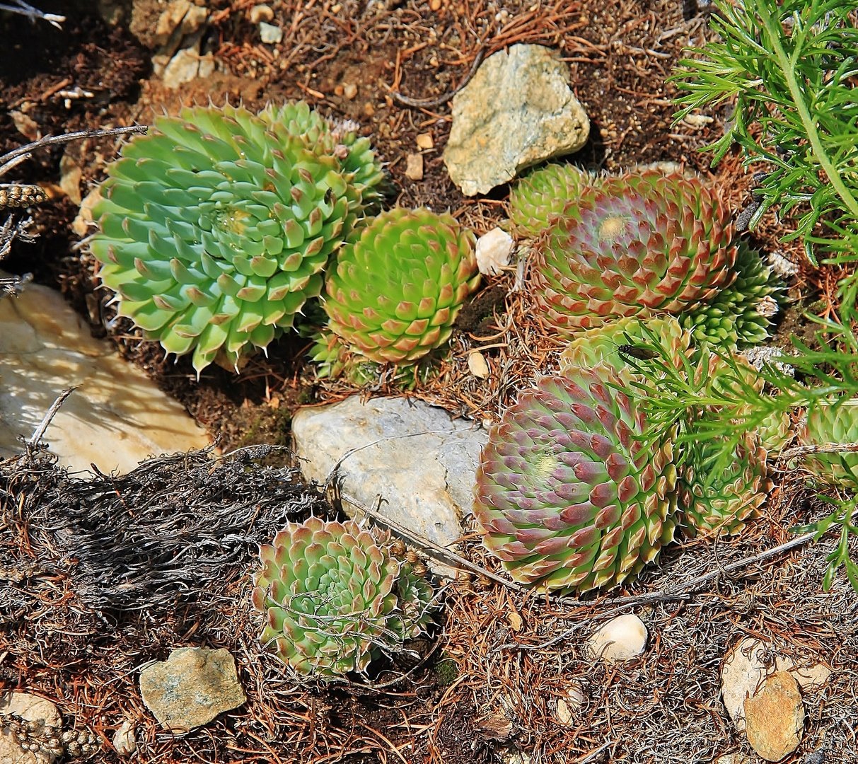 Горноколосник (orostachys): описание рода суккулентов, выращивание
