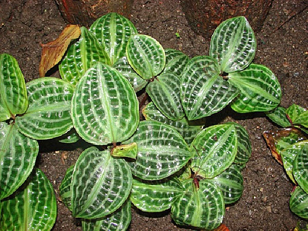 Geogenanthus ciliatus care guide - gfl outdoors