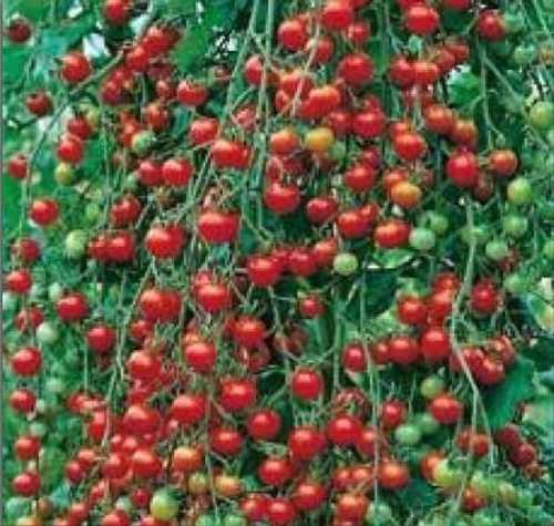 Томат сладкий миллион: описание сорта, отзывы (15), фото, урожайность | tomatland.ru