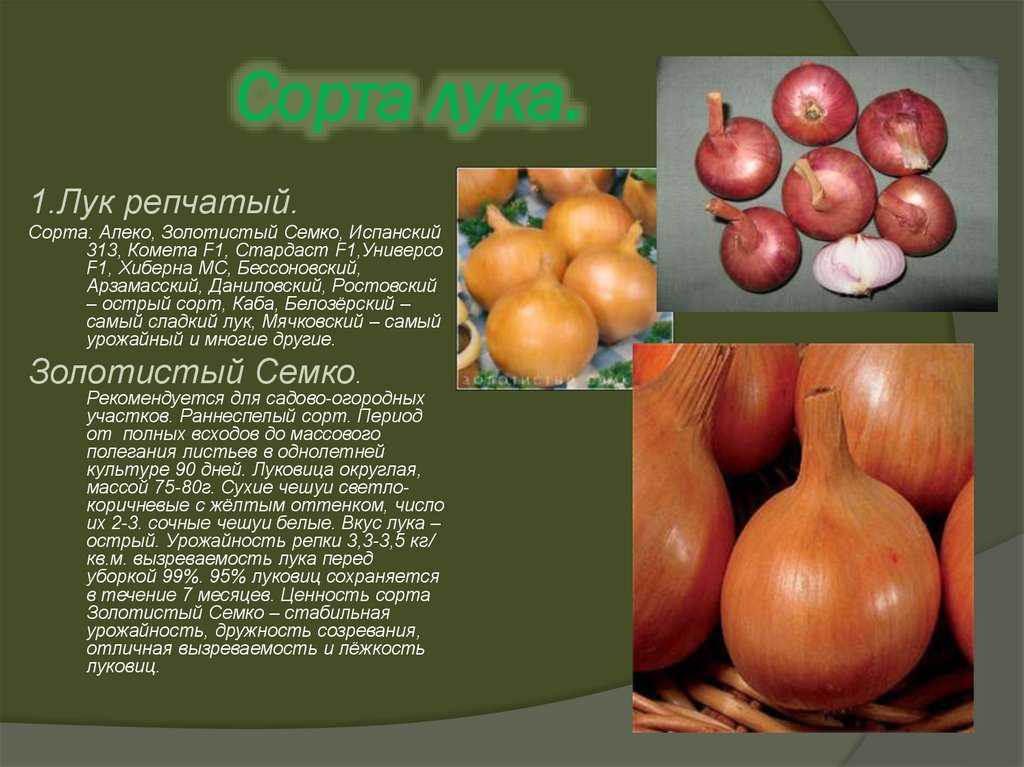 Описание сорта бессоновский лук