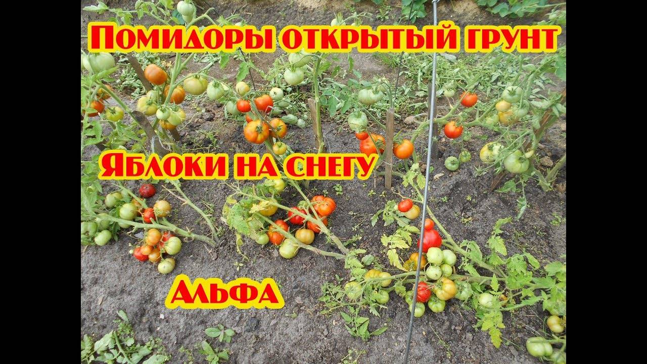 Томат яблоки на снегу: описание сорта, отзывы, фото, урожайность