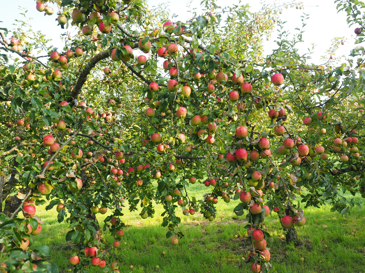 Яблоня лесная – malus silvestris (l.) mill