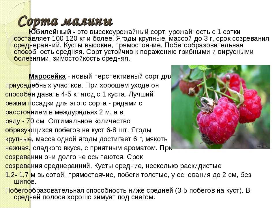 Характеристика сорта малины нежность