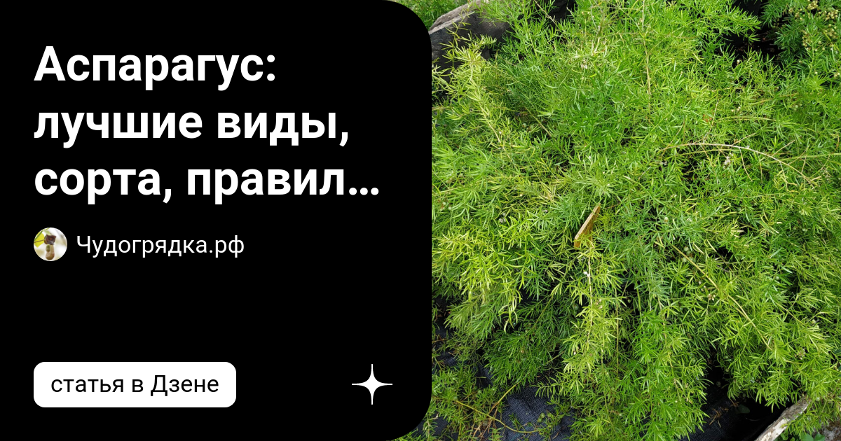Аэрангис пунктата родостикта фастуоза фото выращивание и уход в домашних условиях размножение