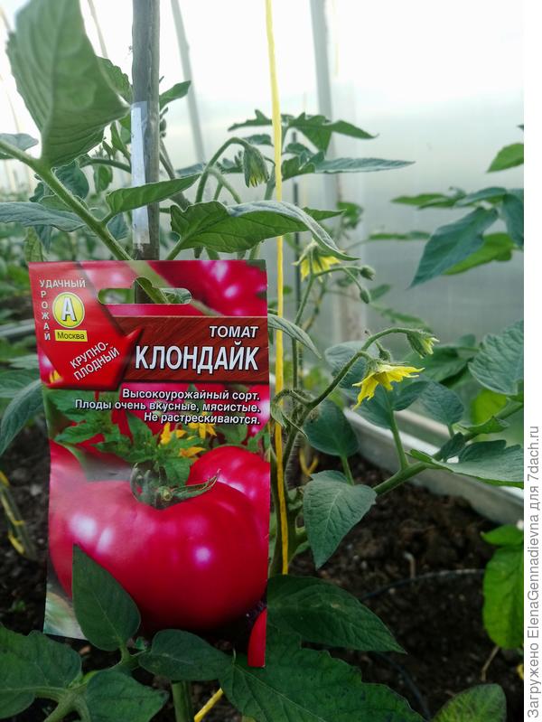 Томат клондайк — описание и характеристика сорта