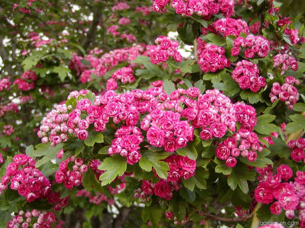 Боярышник обыкновенный (crataegus laevigata): описание растения, посадка и уход | истории донны