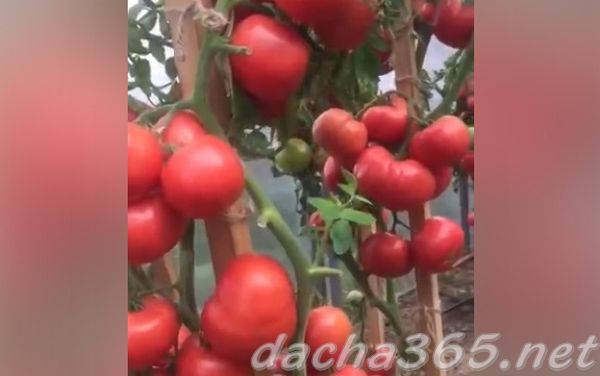Вкусные, мясистые, сладкие томаты. 5 биколоров и бифов, которые я выбрала для посева в этом году.