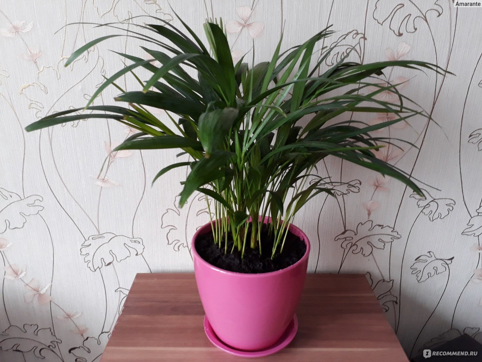 Дипсис (dypsis) — описание, выращивание, фото