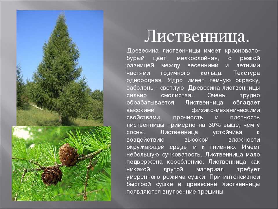 Какую лиственницу выбрать для сада и как за ней ухаживать?