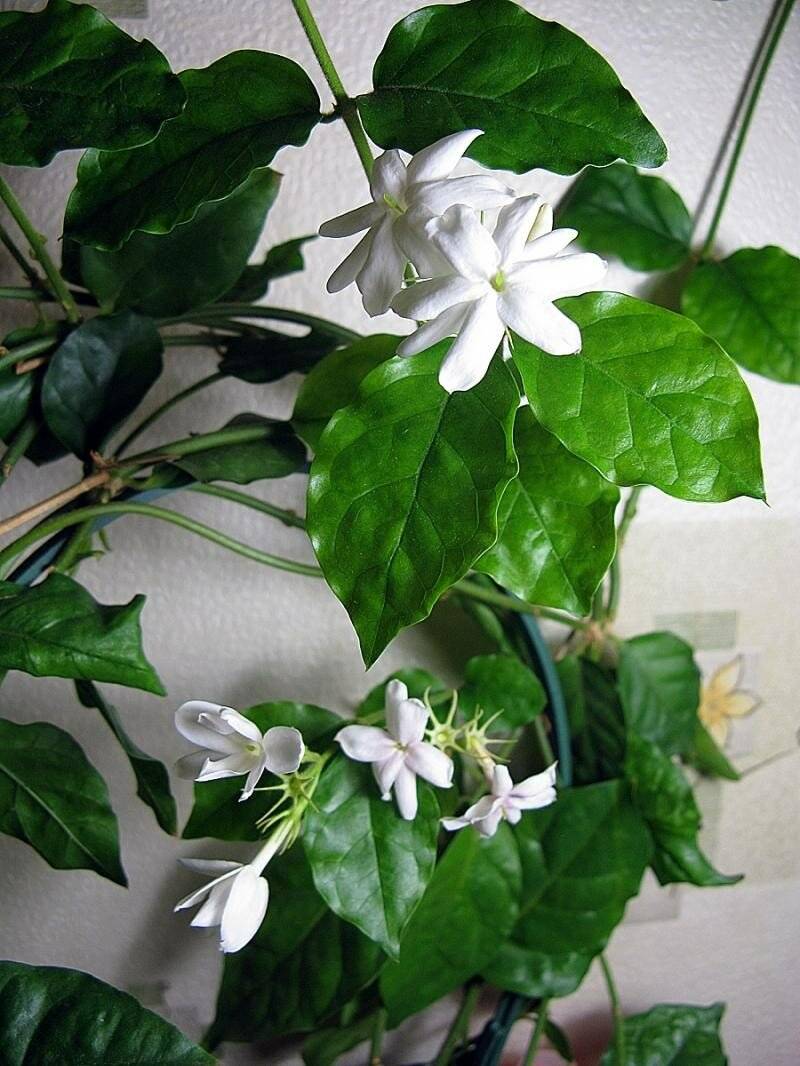 Жасмин (jasminum): уход, фото, виды