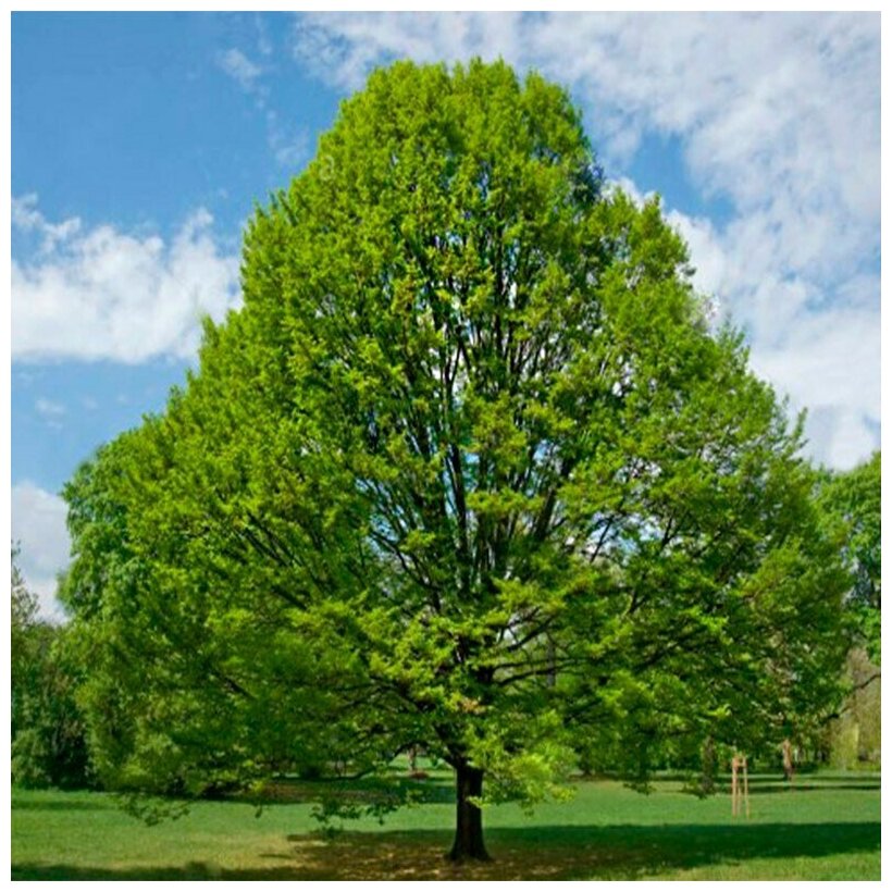 Граб обыкновенный — carpinus betulus l.