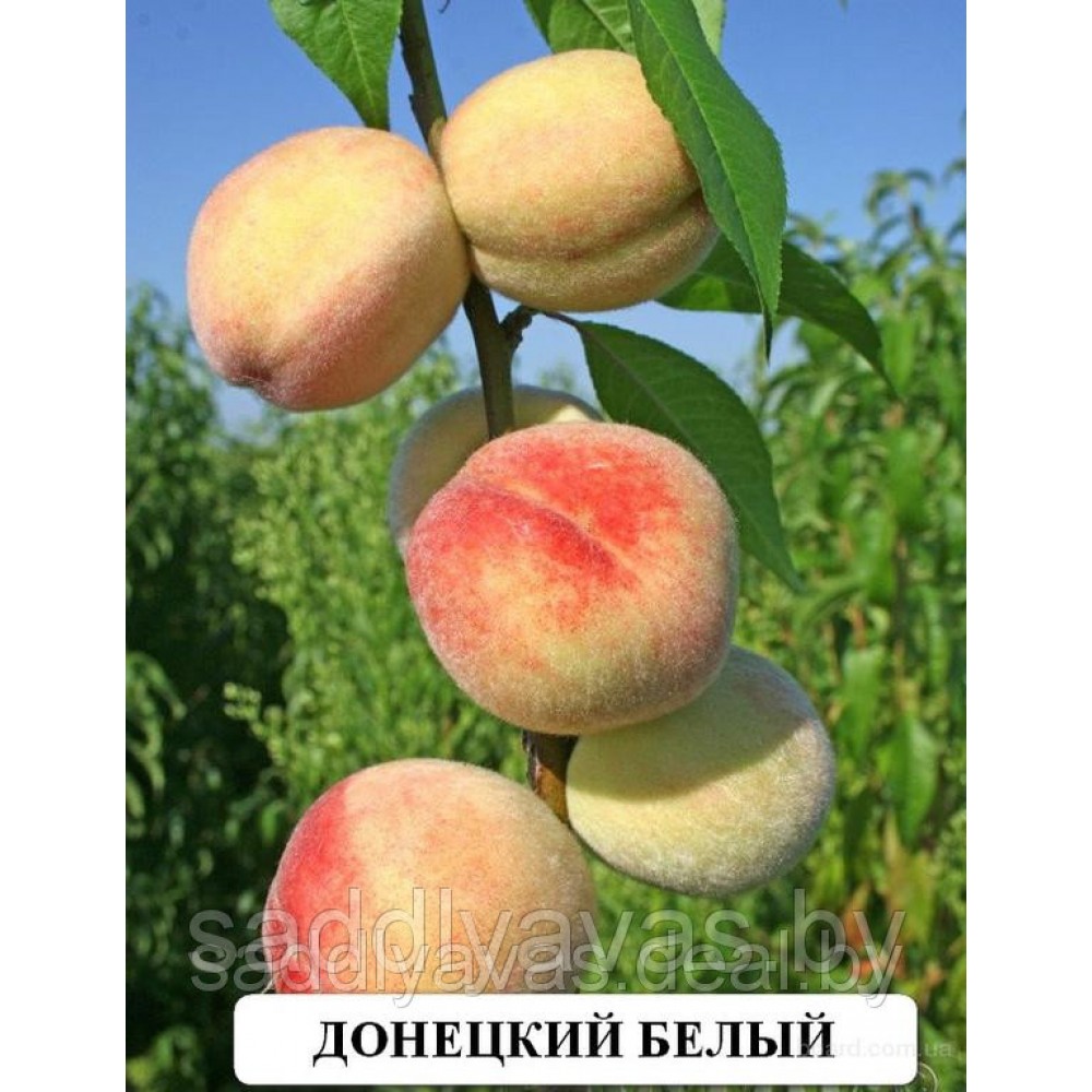 Описание и особенности сорта персика донецкий желтый. характеристики сорта донецкий жёлтый | идеи для сада и дачи