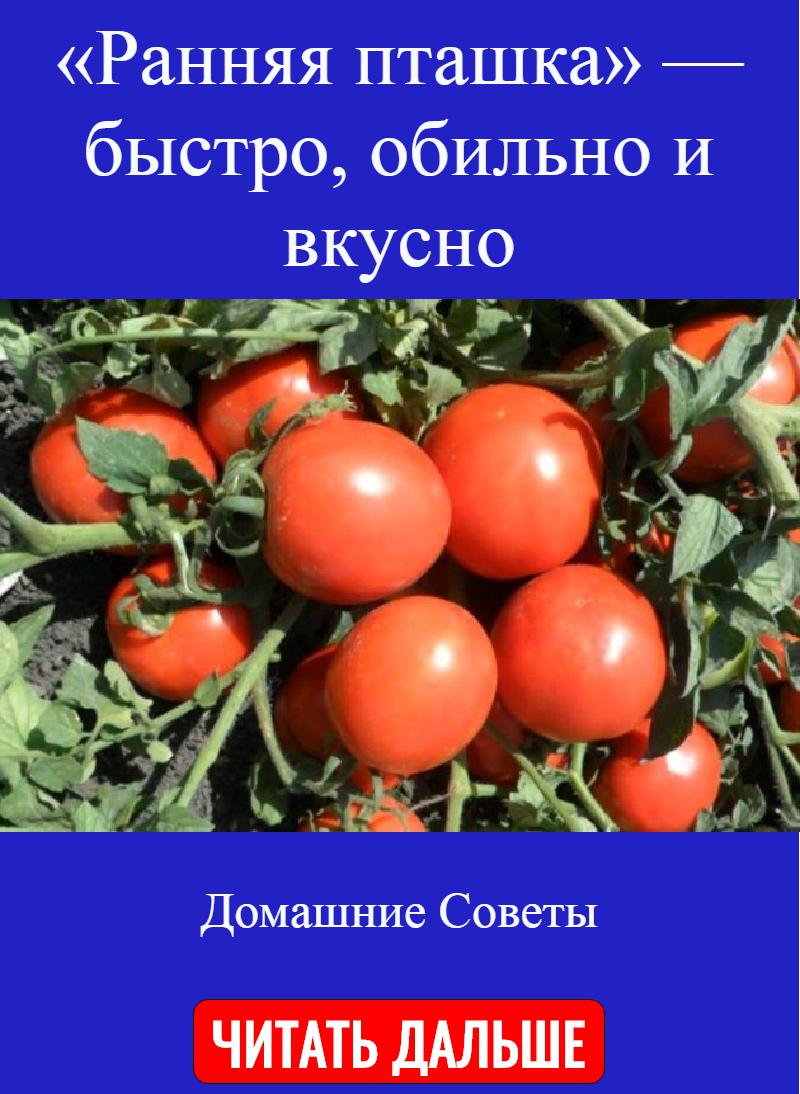 Семена помидор папина дочка фирма партнер