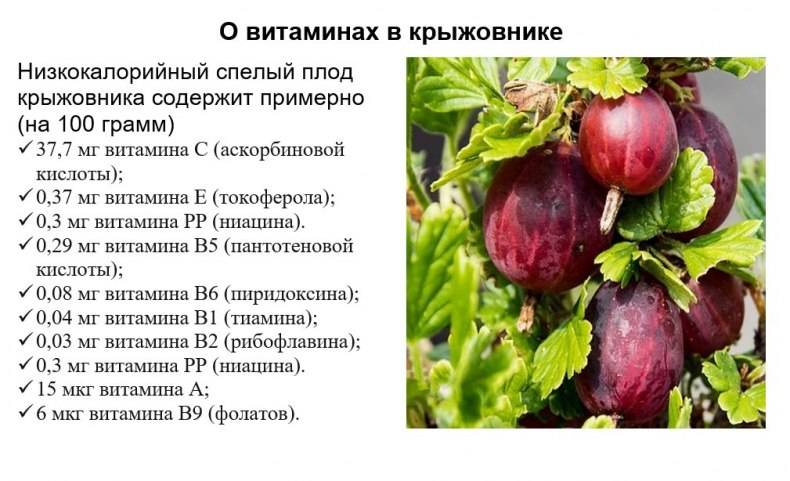 Крыжовник неколючий посадка и уход