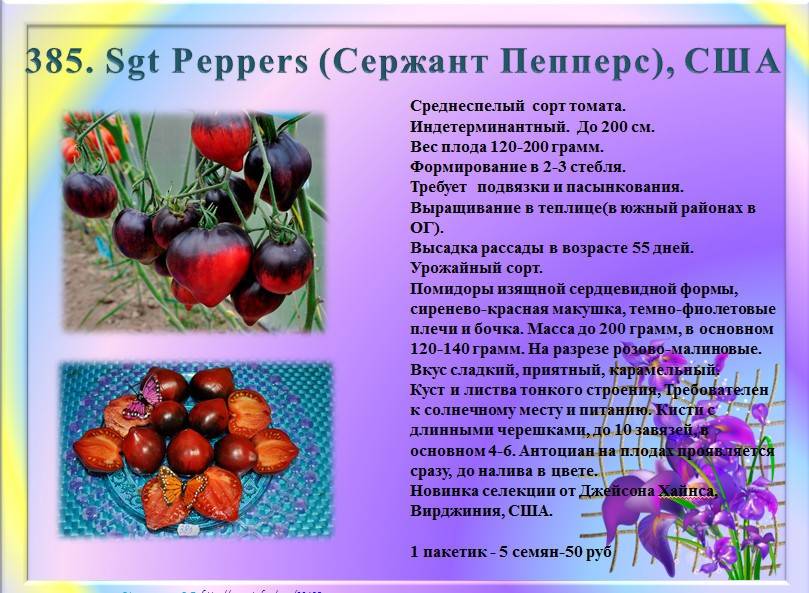 Томат сержант пеппер (sgt pepper): характеристика и описание сорта, фото, отзывы