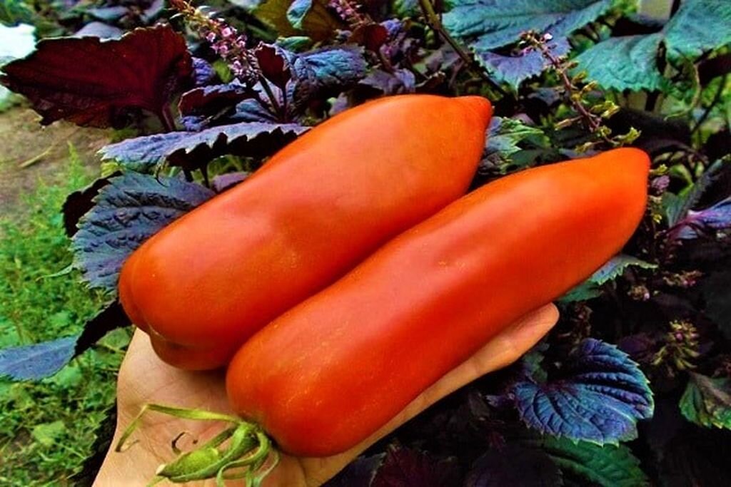 Томат дядя степа: описание, отзывы (9), фото, урожайность | tomatland.ru