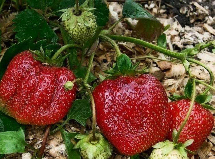 Лучшие сорта плодовых культур для холодных регионов