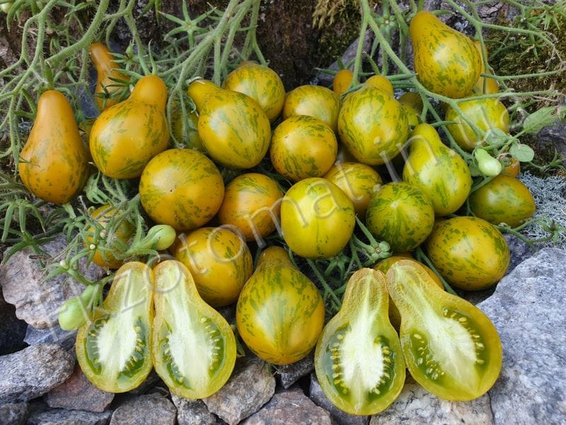 Мои любимые сорта томатов