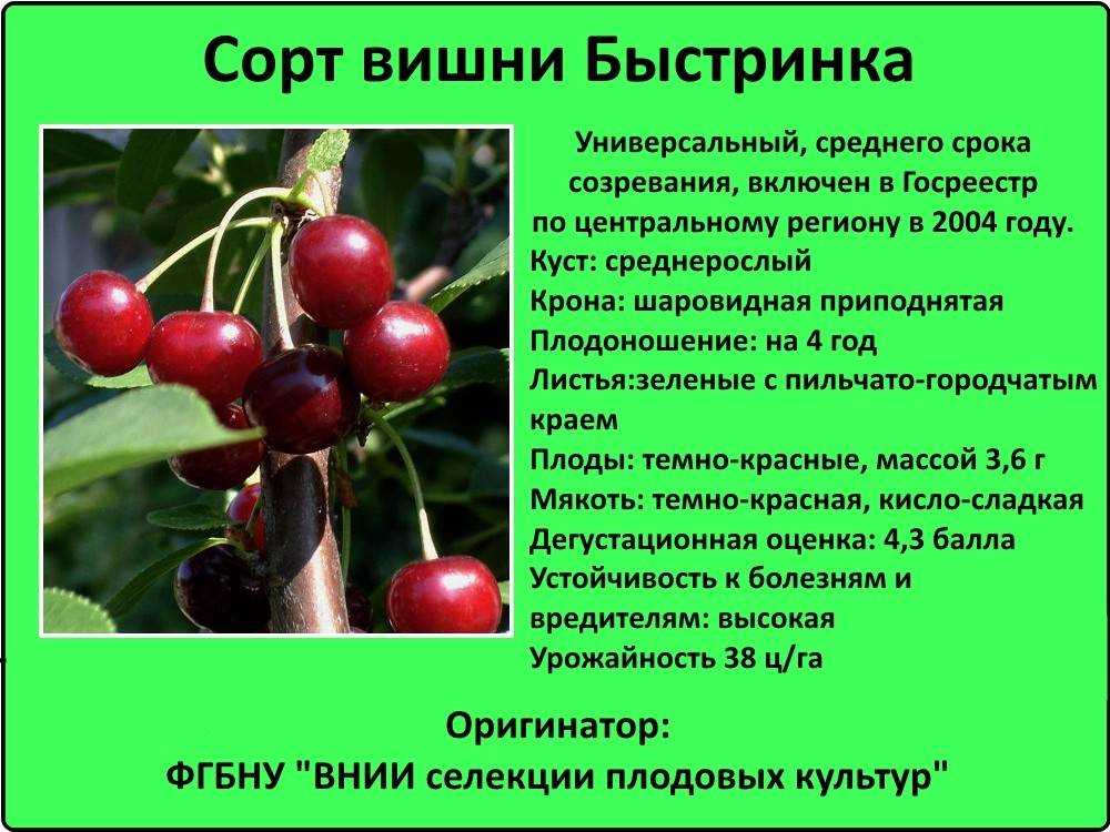 Сорт вишни «новодворская»